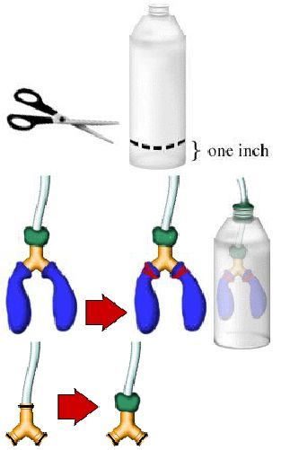 Lung Model, Human Body Projects, Human Body Science, Human Body Activities, Biology Projects, Science Camp, Science Crafts, Biology Lessons, 6th Grade Science