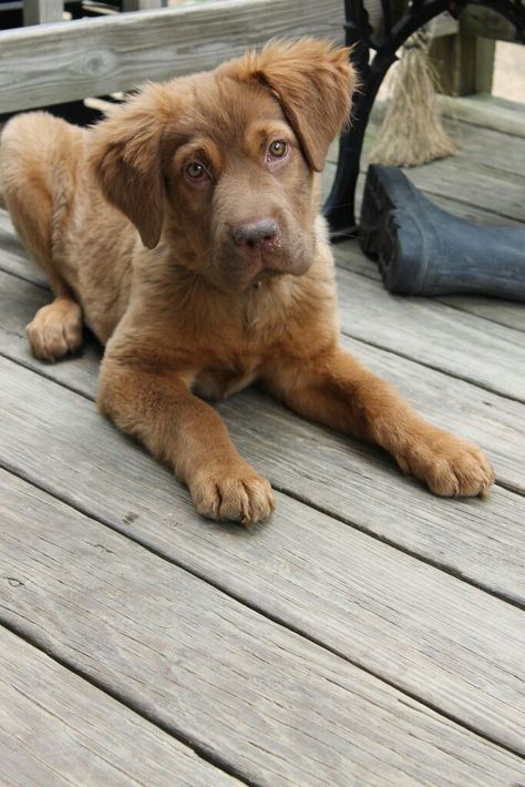 Golden Retriever Lab Mix Puppy, Golden Retriever Lab Mix, Golden Retriever Mix Puppies, Chocolate Lab Mix, Lab Mix Puppies, American Bulldog Puppies, Golden Retriever Mix, Weimaraner Dogs, Labrador Retriever Puppies