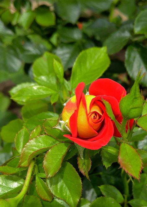 Ketchup and mustard rose from garden 2016. Ketchup And Mustard, Ketchup, Red Roses, Mustard, Roses, Plants, Flowers, Red, Blue