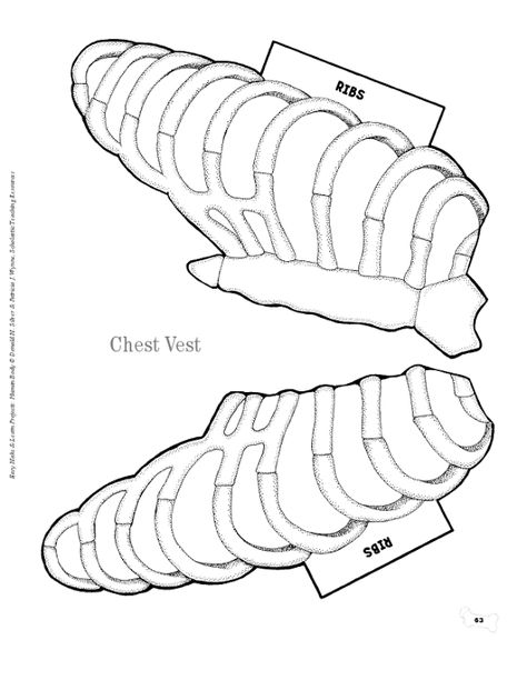 Human body vest.pdf Human Body Unit Study, Human Body Science, Human Body Activities, Biology Projects, Body Human, Human Body Organs, Human Body Unit, Science Crafts, Human Body Systems