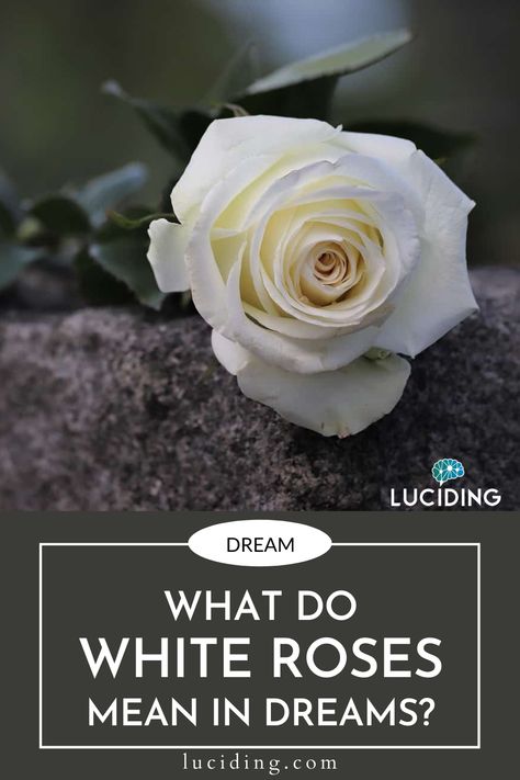 What does a Sunflower in a Dream Mean? White Roses Meaning, Psychic Dreams, Dream Meaning, Dream Dictionary, White Rose Bouquet, In Denial, Dream Symbols, A Bouquet Of Flowers, Dream Meanings