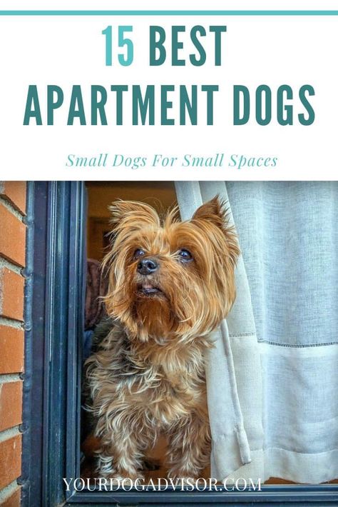 15 Best Apartment Dogs - Small Dogs For Small Spaces | Your Dog Advisor Best Small Dog Breeds, Best Apartment Dogs, Small Dog House, Best Small Dogs, Working Dogs Breeds, Apartment Dogs, Every Dog Breed, Cute Small Dogs, Dog Breeds List