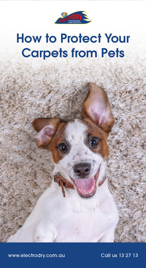 Pets are adorable, but let's face it, they can wreak havoc on your carpets! 🌪️ Here are 3 tips for keeping your carpets free from pet stains, fur, and everything in between! 🐶 Diy Carpet Powder Pets, Diy Carpet Deodorizer For Pets, Pet Stain Carpet Cleaning Solution, Homemade Carpet Cleaner For Machines Pets Stain Removers, Stainmaster Pet Protect Carpet, Clean Carpet, Pet Stains, How To Protect Yourself, How To Clean Carpet