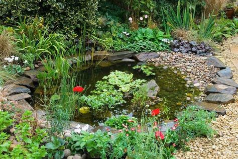 Ponds For Small Gardens, Kolam Koi, Taman Air, Bog Garden, Garden Pond Design, Small Pond, Wildlife Garden, Pond Waterfall, Pond Landscaping