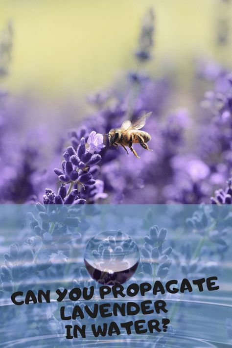 Lavendar Water, Lavender Cuttings, Propagate Lavender, Plant Magick, How To Propagate Lavender, Grow Lavender, Indoor Planting, Lavender Plants, Hydroponics Diy