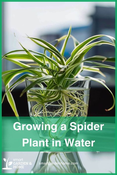 Dive into hassle-free gardening with Spider Plants in water! Learn how to propagate and care for them effortlessly at Smart Garden and Home. Transform your space into a green paradise today! Spider Plant Hydroponic, Propagating Spider Plants Water, Spider Plant In Water Vase, Care For Spider Plant, House Plants In Water, Spider Plants In Water, Propagating Spider Plants, Spider Plant In Water, Spider Plant Benefits