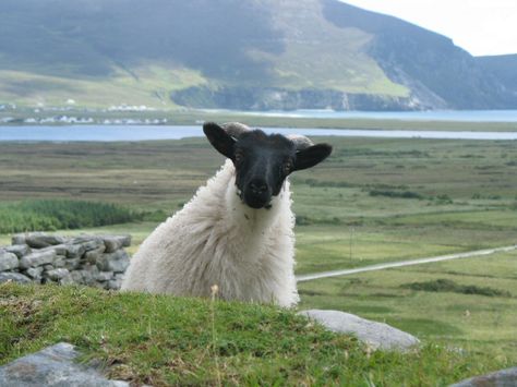 Learn about Irish sheep ("caora") and make a simple sheep craft. Ireland Sheep, Irish Sheep, Sheep Craft, Animal Activities For Kids, Sheep Crafts, Baa Baa Black Sheep, Erin Go Bragh, Counting Sheep, Sheep And Lamb