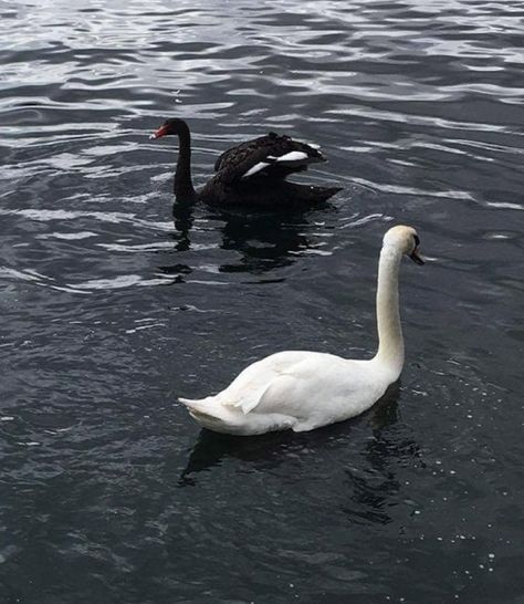 White Swan Black Swan, Black Swan Aesthetic, Swan Animal, Swan Aesthetic, Swan Wallpaper, Dark Swan, Swan Queen, Swan Song, White Swan