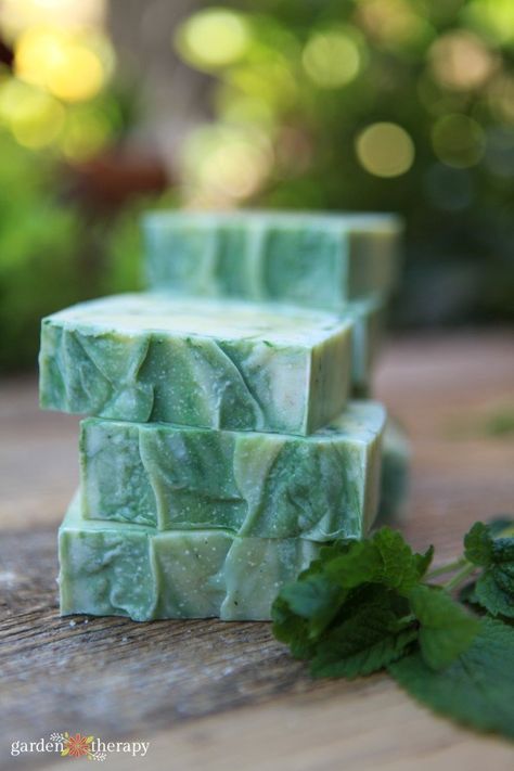 Lemon Balm Soap, Botanical Recipes, Herbal Guide, Lemon Balm Recipes, Body Butter Vs Lotion, Lemon Balm Essential Oil, Herb Ideas, Mint Fragrance, Herb Tinctures