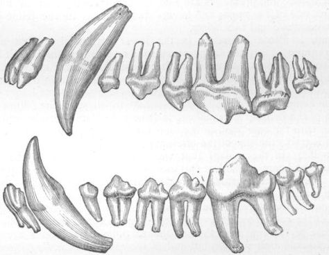 Wolf teeth Drawing Teeth, Canine Skull, Teeth Illustration, Teeth Anatomy, Teeth Drawing, Tooth Tattoo, Dog Skull, Wolf Totem, Canine Tooth