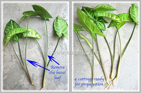 Propagating Syngonium podophyllum by shoot tips or stem sections - step 1 Portulaca Flowers, Arrowhead Vine, Syngonium Podophyllum, Snake Plant Care, Arrowhead Plant, Making Plant Pots, Garden Vines, Plant Propagation, Growing Plants Indoors