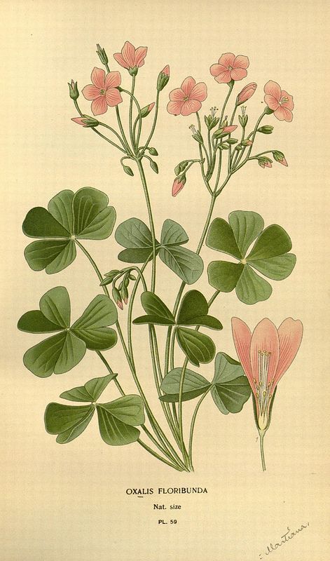 Oxalis Floribunda, Bent woodsorrel, Pink sorrels, Yellow sorrels , Shamrock oxalis, Sourgrass. Illustration ... Illustration Botanique Vintage, Favourite Flowers, Illustration Botanique, Botanical Illustration Vintage, Vintage Botanical Prints, Botanical Painting, Arte Sketchbook, Scientific Illustration, Vintage Poster Art