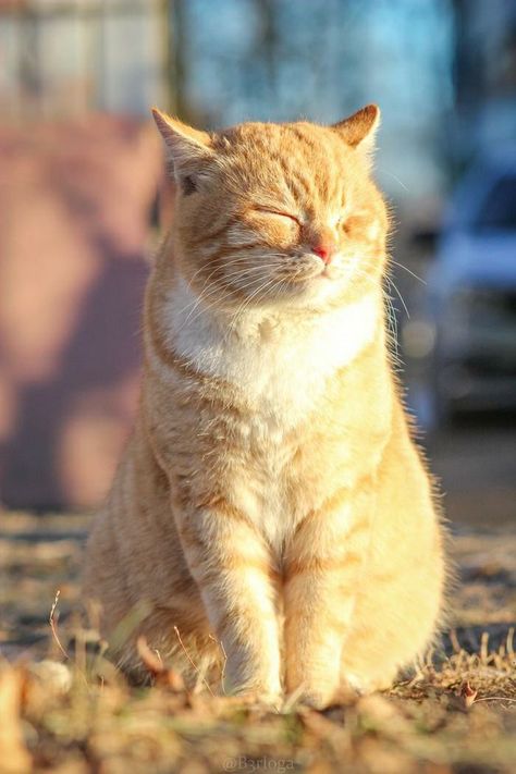 Meditating Cat, Calming Photos, Calming Pictures, Dog Portraits Art, Calming Cat, Fun Animals, Cat Icon, Yellow Cat, All About Cats