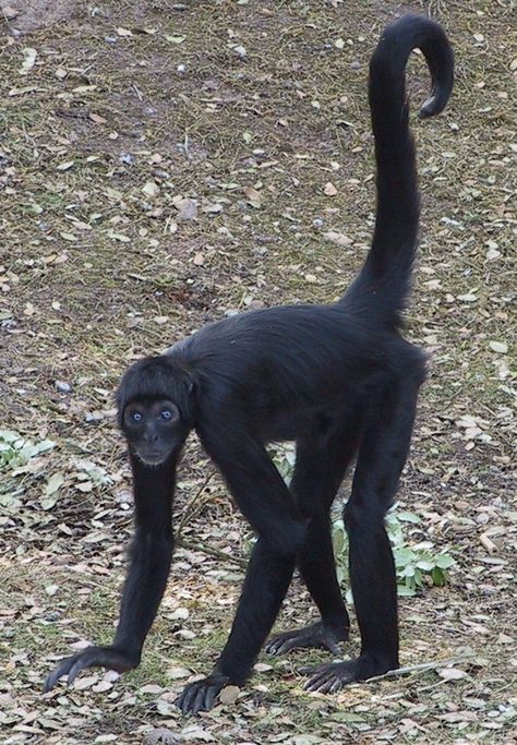 Black Monkey, Monkey Drawing, Monkey World, Spider Monkey, Monkey Pictures, Monkey Art, Great Ape, Wildlife Park, Monkeys Funny