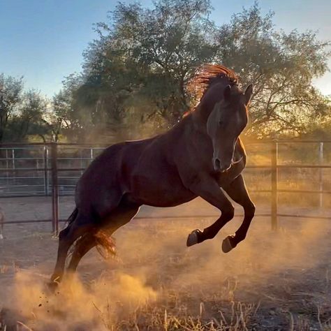 "I’ve been using this product for at least 8 years. My experience is it helps the horses shine from the inside out, my horses recover faster after performing and stay healthier. I won’t have my horses go without it!" 💪 powered by #exceleq #testimonialtuesday Faster Horses, I Win, Being Used, How To Stay Healthy, Inside Out, Horses, Quick Saves, Instagram