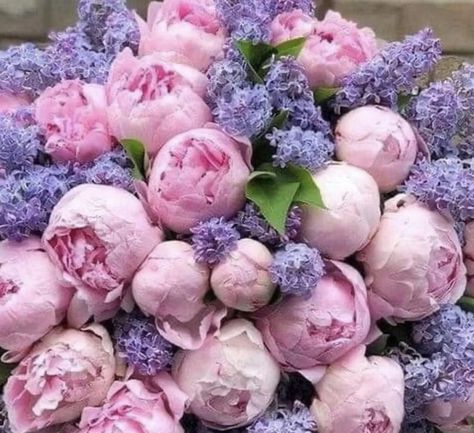 Pink Flowers Wallpaper, Peony Wallpaper, Garden Vines, Flowers Bouquet Gift, Hybrid Tea Roses, Peonies Bouquet, Ideal Wedding, Spring Is Here, Flower Beauty