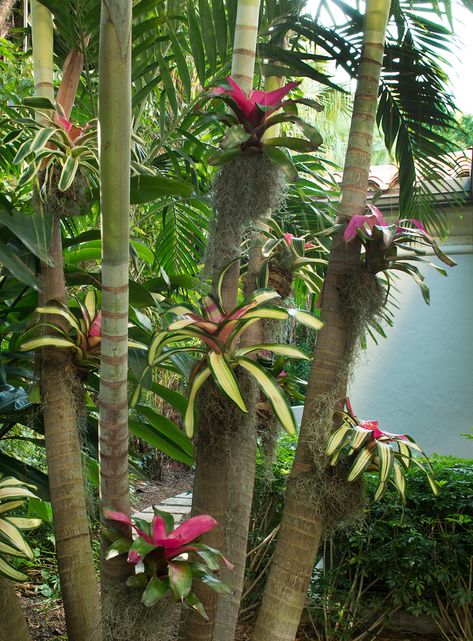 Landscaping Tropical, Bromeliads Garden, Bromeliads Landscaping, Tropical Landscaping Ideas, Small Tropical Gardens, Tropical Landscape Design, Florida Landscaping, Ideas For Garden, Tropical Garden Design