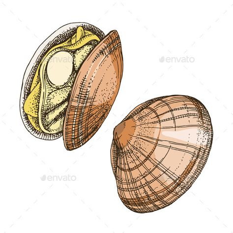 Clams or Shellfish Seafood Illustrations Clam Illustration, Clam Drawing, Grilled Clams, Sea Clams, Menu Recipes, Crustaceans, Design Vector, Graphic Design Illustration, Drawing Reference