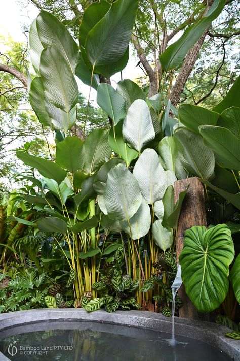 Calathea Lutea, Tropical Backyard Landscaping, Plants Tropical, Privacy Plants, Tropical Garden Design, Calathea Plant, Tropical Backyard, Garden Privacy, Patio Pots