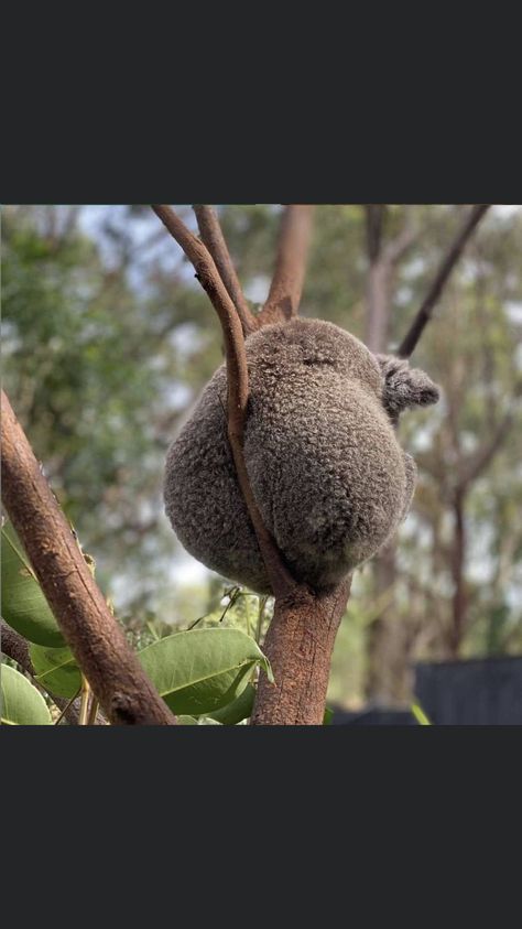 Koala Cute, Funny Koala, Animal Aesthetic, Koala Bears, Animal Accessories, Australia Animals, Therapy Animals, Baby Koala, Animal Nails