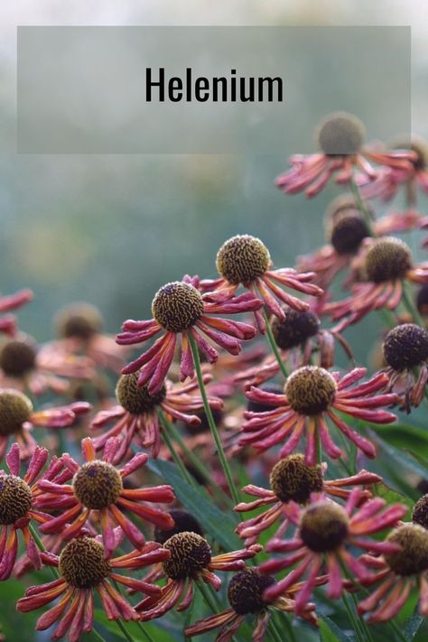 Helenium - Loysder Wieck. The burnt orange petals of the starry flowers are, at first very narrow, and as the flowers age they open out to form a handsome bloom. Image from Instagram - Emma_crawford Helenium Flower, Starry Flowers, Fenced Garden, Bungalow Garden, Garden Perennials, Planting Design, 2024 Ideas, Cottage Garden Plants, Beach Road