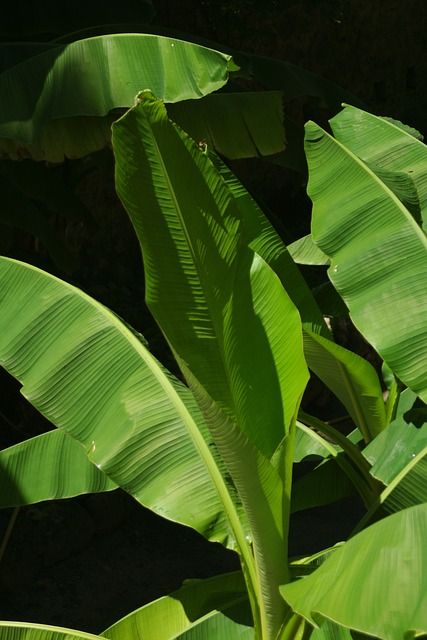 Download free HD stock image of Banana Leaf Tropics Banana Leaf Plant, Leaf Plant, Banana Leaf, High Quality Images, Plant Leaves, Stock Images, Oil Painting, Plants, High Quality