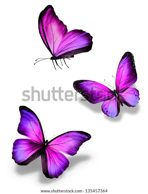 Find Three Violet Butterflies Isolated On White stock images in HD and millions of other royalty-free stock photos, illustrations and vectors in the Shutterstock collection. Thousands of new, high-quality pictures added every day. Tattoo Butterfly Flower, Flower Wings, Purple Butterfly Tattoo, 3d Butterfly Tattoo, Tattoo Butterfly, Butterfly Art Painting, Butterfly Quilt, Butterfly Illustration, Butterflies Flying