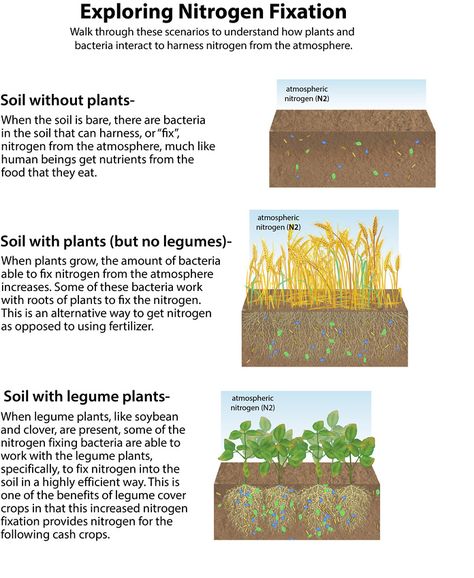 Nitrogen Fixation and Microbes Desert Homestead, Ag Classroom, Soil Science, Container Potatoes, Nitrogen Fixation, Compost Soil, Science Camp, Regenerative Agriculture, Infographic Poster