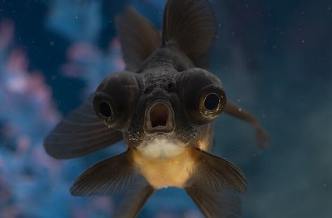 Black Moor Goldfish 101: Care, Tank Size, Food and More… - Everything Fishkeeping Black Moor Goldfish, Common Goldfish, Black Goldfish, Ghost Shrimp, Goldfish Aquarium, Automatic Fish Feeder, Goldfish Tank, Brine Shrimp, Cool Monsters