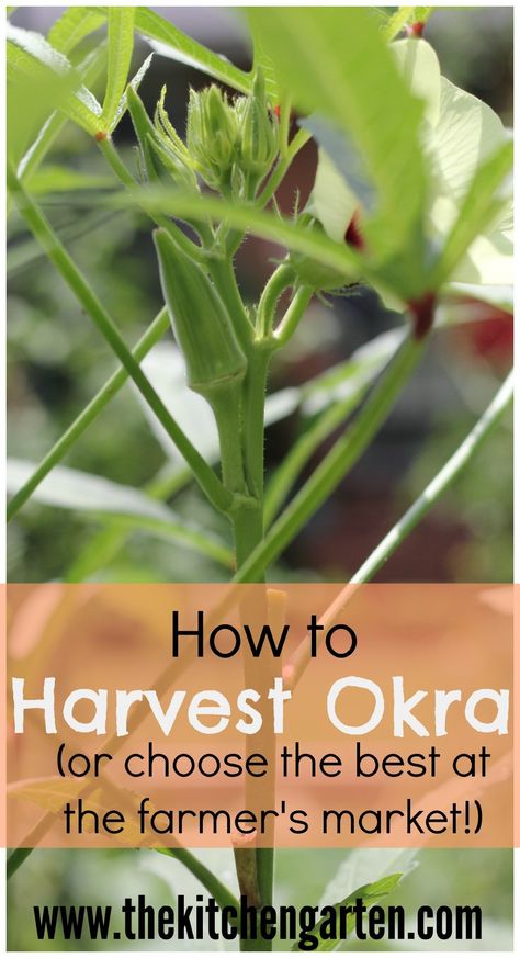 When To Harvest Okra, Pickled Okra Recipes, Pickled Okra, Seed Starter Kit, Okra Recipes, Container Vegetables, Southern Garden, Seed Starter, Garden Harvest