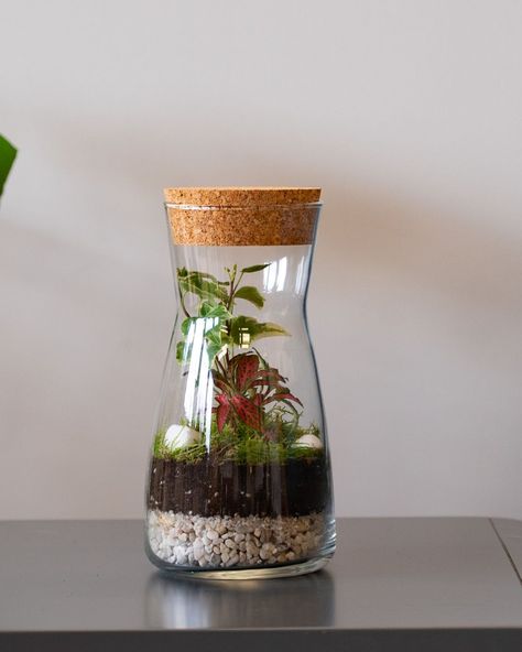 🌿 Introducing our DIY Terrarium Kit Porto! Perfect for any space, this small bottle terrarium comes with everything you need, including Fittonia, Ivy, and Moss. 🌱 Plus, you can upgrade with a LED cork lid for a magical glow! 🎁 It's the ideal birthday gift for plant lovers. #terrariumcare #terrarium #terrariums #indoorgarden #terrariumdiy #nature #bonsai #garden #jungle #closedterrarium #terrariumart #terrariumshop #terrariumdreams #terrariumsofinstagram #terrariumscene #terrariumplants #thep... Terrarium Shop, Terrarium Scene, Bottle Terrarium, Diy Terrarium Kit, Terrariums Kits, Cork Lid, Terrarium Diy, Terrarium Plants, Small Bottles