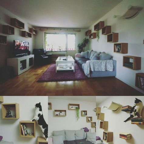 Our cat highway Cat Highway Ideas, Hallway Cat Shelves, Living Room Cat Shelves, Cat Highway Diy, Cat Super Highway, Cat Bookshelves, Cat Wall Shelves Catwalks, Cat Superhighway, Cat Highway