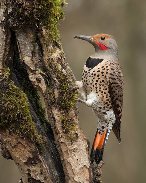 Our most common Woodpecker here in British Columbia: the Northern Flicker. Vancouver Photography, Saw Whet Owl, Watercolor House Painting, Northern Flicker, Long Eared Owl, Bird Identification, Winter Birds, Photography Workshop, Watercolor Projects