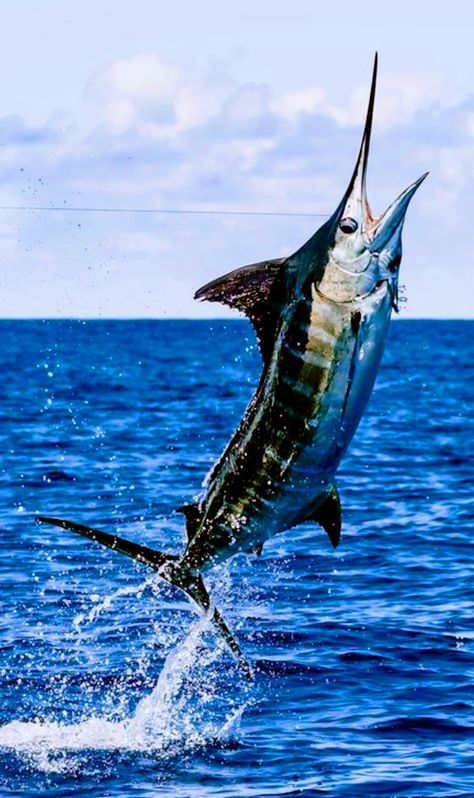 Marlin Fishing, Big Game Fishing, Salt Water Fishing, Salt Water Fish, Blue Marlin, Offshore Fishing, Ocean Fishing, Underwater Creatures, Deep Sea Fishing