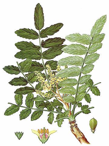 FRANKINCENSE - Boswellia carteri Frankincense Plant, Boswellia Tree, Frankincense Tree, Flowers Icon, Plant Sketches, Floral Tattoos, Plant Drawing, Plant Illustration, Plant Art