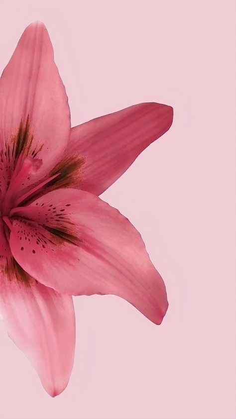 Tulip Flower Pictures, Flower Lockscreen, Inspo Wallpaper, Zestaw Ikon, Look Wallpaper, Cocoppa Wallpaper, Simple Phone Wallpapers, Iphone Wallpaper Photos, Iphone Wallpaper Themes