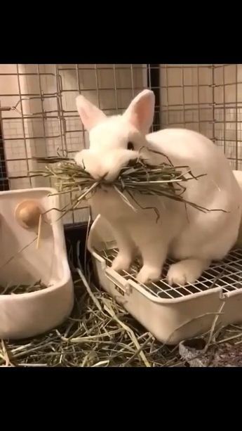 #bunny #funny Bunny On Leash, Bunny And Dog Together, Fun Things To Do With Your Bunny, Cute Bunnies Videos, Lennon The Bunny, Cute Bunny Videos, Bunnies Videos, Cute Bunny Video, Rabbits Videos