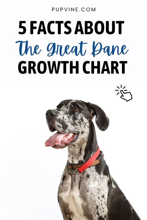 The Great Dane is a massive dog that is known for its large size. This Great Dane growth chart shows how big this dog gets. Great Dane Feeding Chart, Great Dane Growth Chart, Great Dane Crate, Massive Dog, Mantle Great Dane, Massive Dogs, Black Great Danes, Puppy Development, Large Silicone Molds