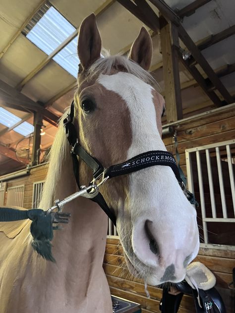 malibu <3 Minecraft Swem Horse, English Horse Riding Aesthetic, Showjumping Aesthetic, Horses Stables, Aesthetic English, Horse Riding Aesthetic, Nerd Girl Problems, Pictures Of Horses, Horse Art Drawing