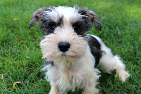 Mini Schnauzer Puppies For Sale Near Me, Parti Schnauzer, Black Mini Schnauzer, Miniature Schnauzer Black, White Miniature Schnauzer, Toy Schnauzer, Mini Schnauzer Puppies, Schnauzer Puppies, Miniature Schnauzer Puppies