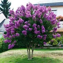 Catawba Crape Myrtle, Crepe Myrtle Trees, Myrtle Tree, Lilac Tree, Low Maintenance Landscaping, Fast Growing Trees, Garden Shrubs, Crape Myrtle, Have Inspiration