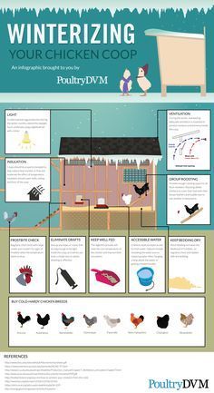 Quail Garden, Homestead Design, Backyard Homestead, Chicken Roost, Raising Chicken, Chicken Barn, Chicken Coup, Diy Chicken Coop Plans, Urban Chickens