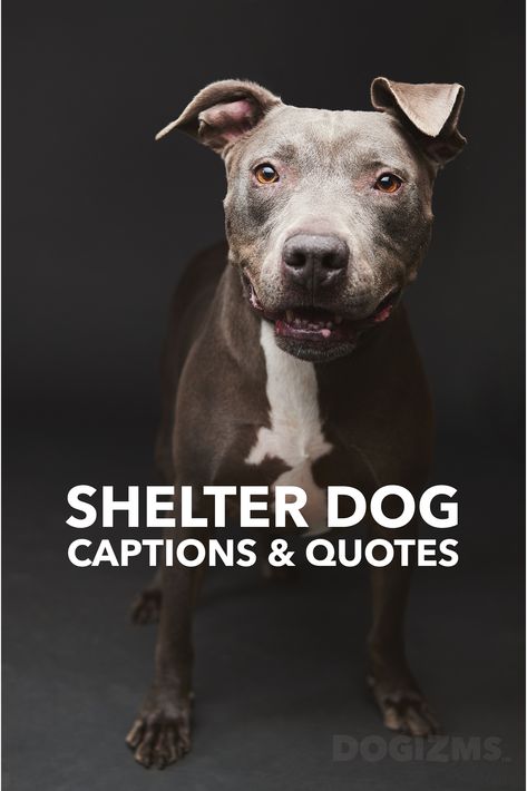 shelter dog quotes, shelter dog captions, dog quotes for instagram, shelter dog quotes for instagram, pitbull, shelter dog, dogs, happy dog Shelter Dogs Quotes, Rescued Dog Quotes, Animal Foster Quotes, Animal Rescue Booth Ideas, Quotes About Rescue Dogs, Rescue Quotes Animal, Dog Rescue Social Media, Rescue Dog Quotes Adoption, Dog Foster Quotes