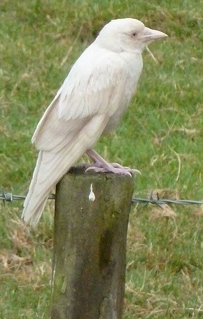 Albino Crow Albino Crow, Sisters Black, Rare Albino Animals, White Raven, White Crow, White Animals, Crows And Ravens, Albino Animals, Jackdaw