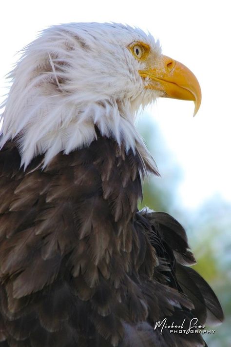 Title: "The Watcher" A bald eagle watches out for its next meal from a perch in southern Alaska.  All of my prints are finished by a professional print lab on museum-grade media using only genuine archival inks. Your print will be of the highest quality and will be carefully packed and shipped to you. Watermark will be removed when printed. In the "Select an option" drop-down menu, choose the print media surface and size you desire. Custom sizes are also available. Contact me if you need a size Bald Eagle Photography, Alaska Wildlife, The Watcher, Eagle Wallpaper, Eagle Pictures, American Symbols, Eagle Print, Print Media, Wildlife Photos