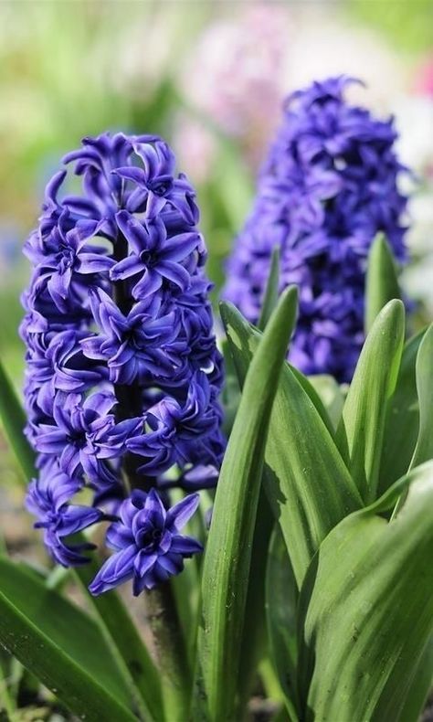 Garden Wonderland, Purple Flowers Garden, Hyacinth Flowers, Very Beautiful Flowers, Flower Sleeve, Planting Hydrangeas, Plant Photography, Flower Therapy, Spring Bulbs