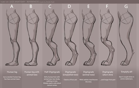 Legs anatomy references by Wolfy-Nail -- Fur Affinity [dot] net Animal Leg Anatomy, Digilegs Drawing, Human Legs Anatomy, Human With Animal Legs Drawing, Dog Leg Anatomy, Anthro Animals Anatomy, Digitigrade Legs Tutorial, Animal Leg Reference, Dog Leg Reference