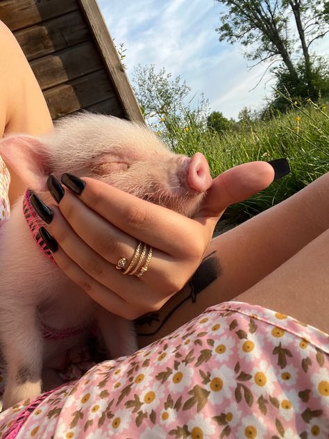 Baby Piglets, Micro Pigs, Cutee Animals, Cute Piglets, Mini Pigs, Cute Piggies, Pet Pigs, Baby Pigs