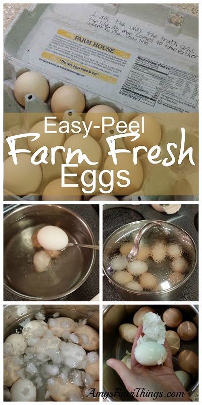 Secret’s Out: How to Hard-Boil Farm Fresh Eggs | The Finer Things in Life | Bloglovin’ Hard Boil Fresh Eggs, Best Egg Laying Chickens, Egg Laying Chickens, Farm Eggs, Farm Fresh Eggs, Fresh Chicken, Potluck Recipes, Healthy Snacks Easy, Fresh Eggs