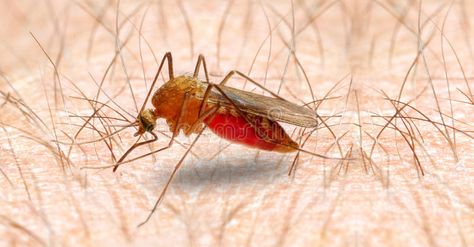 Anopheles mosquito. Anopheles mosquito - dangerous vehicle of infection. Close u , #Aff, #dangerous, #vehicle, #Anopheles, #mosquito, #shallow #ad Anopheles Mosquito, Chemical Waste, Human Milk, Humans And Animals, Open Ocean, A Class, Immune System, Stock Images Free, Close Up